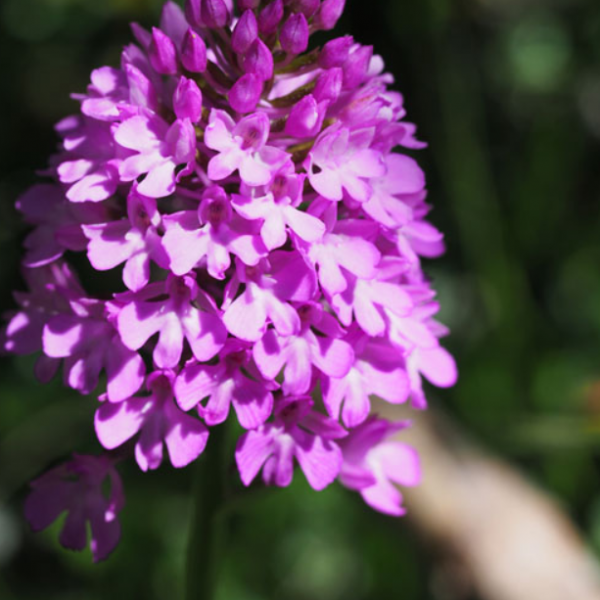 Anacamptis pyramidalis